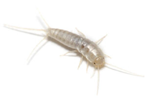 rybiki cukrowe